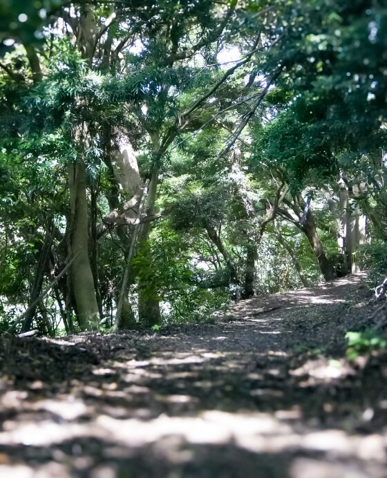 森と牧場（宗像大島）